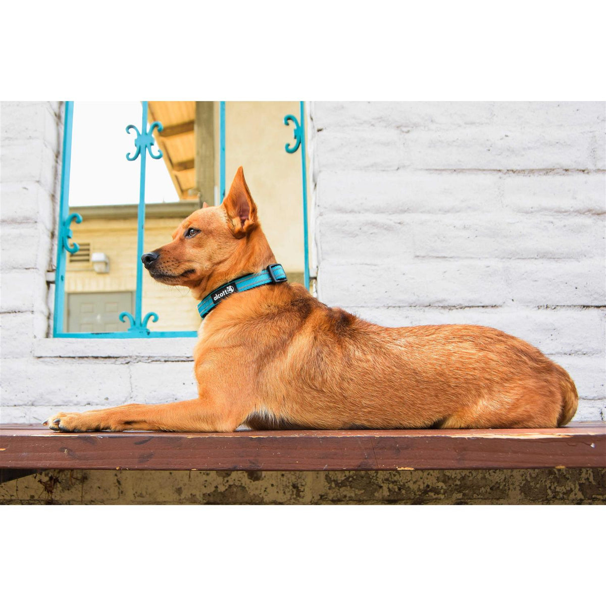 Dog Collar V394