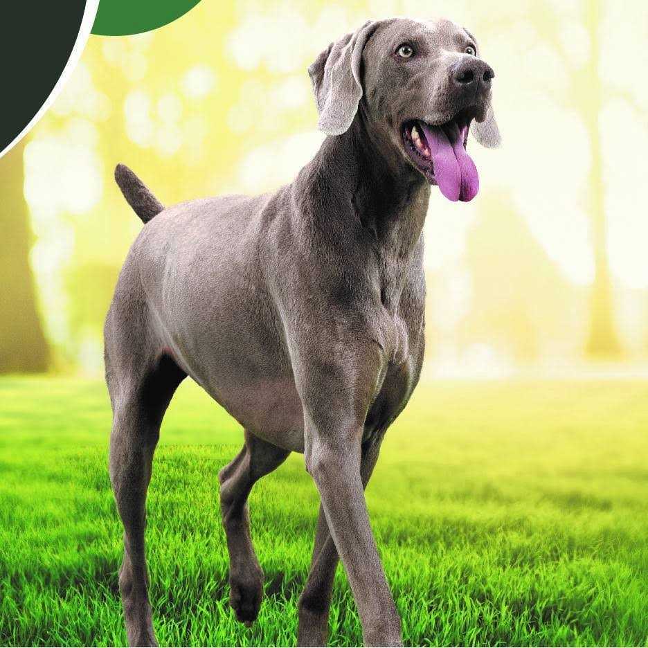 Chicken and Salmon Recipe Dry Dog Food D749