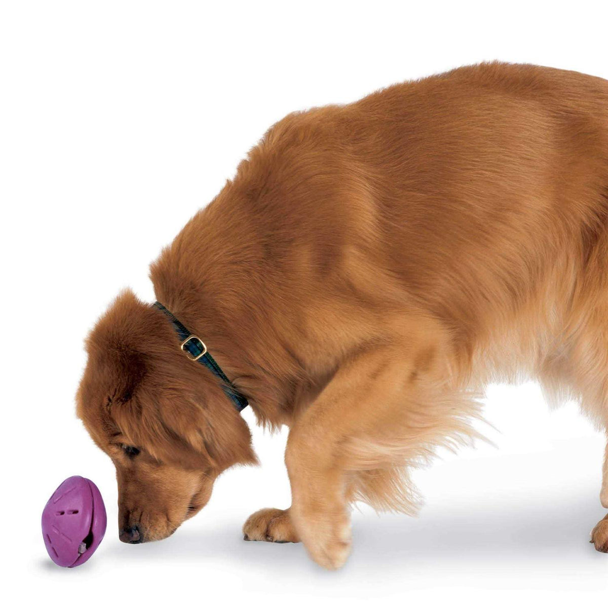 Dog Toy N95378