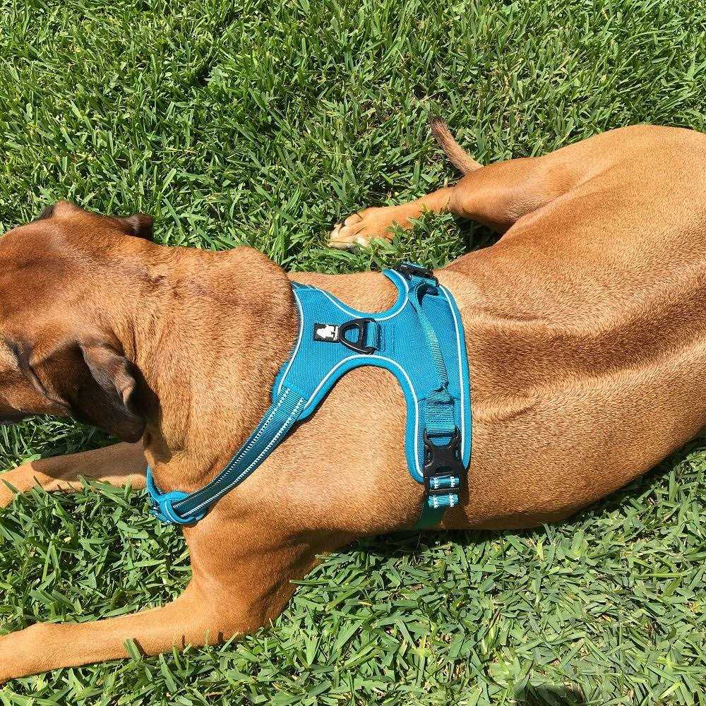 Reflective Dog Harness and Leash R893607