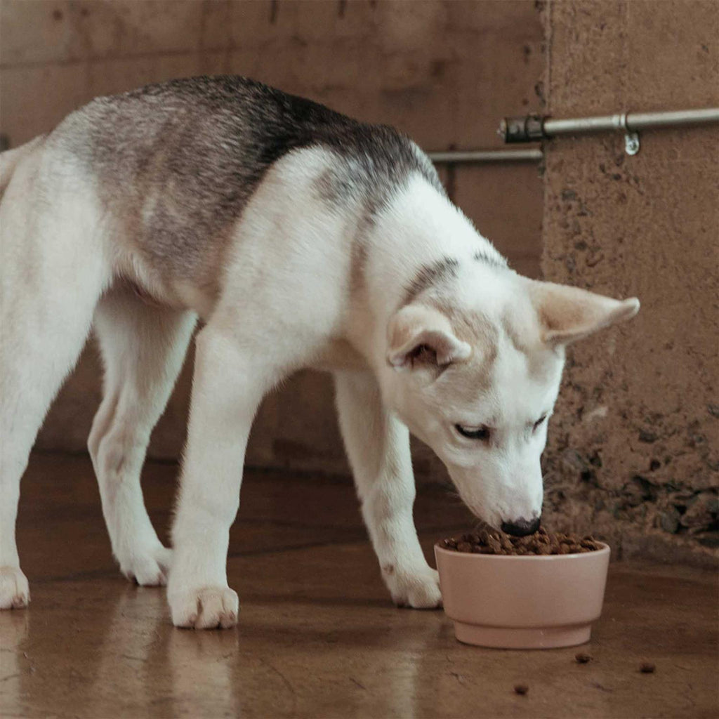 Grain Free Dog Food I578