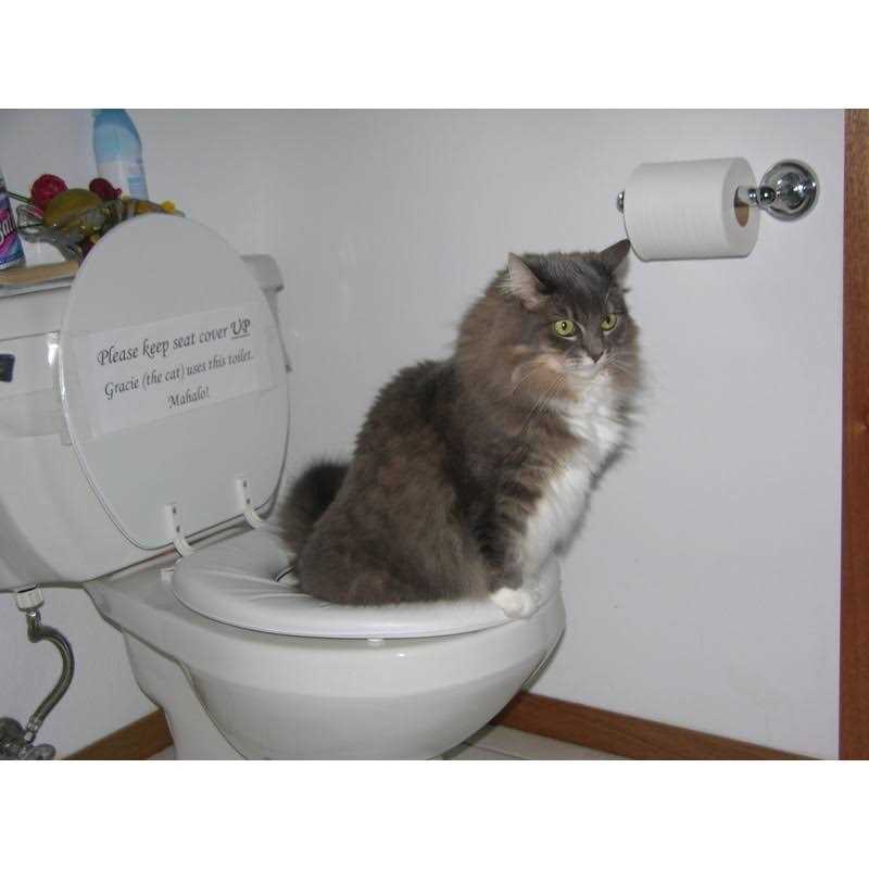 Cat Toilet Training Kit V43950