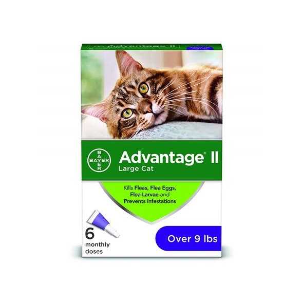 Large Cats Over 9 lbs P99289